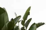 Travellers Palm Leaves Foliage Photo 04 Poster och Canvastavla