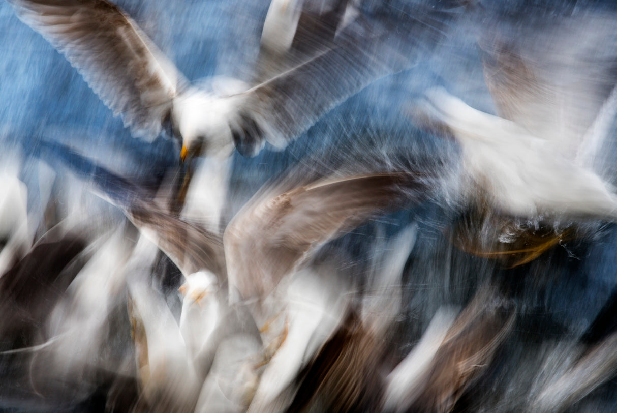 Gull Feeding Frenzy Poster och Canvastavla