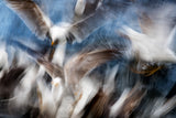 Gull Feeding Frenzy Poster och Canvastavla