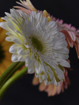 beautiful flowers Poster och Canvastavla