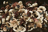 Ruby's Dream Sepia Poster och Canvastavla
