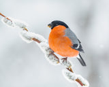 The bullfinch. Poster och Canvastavla