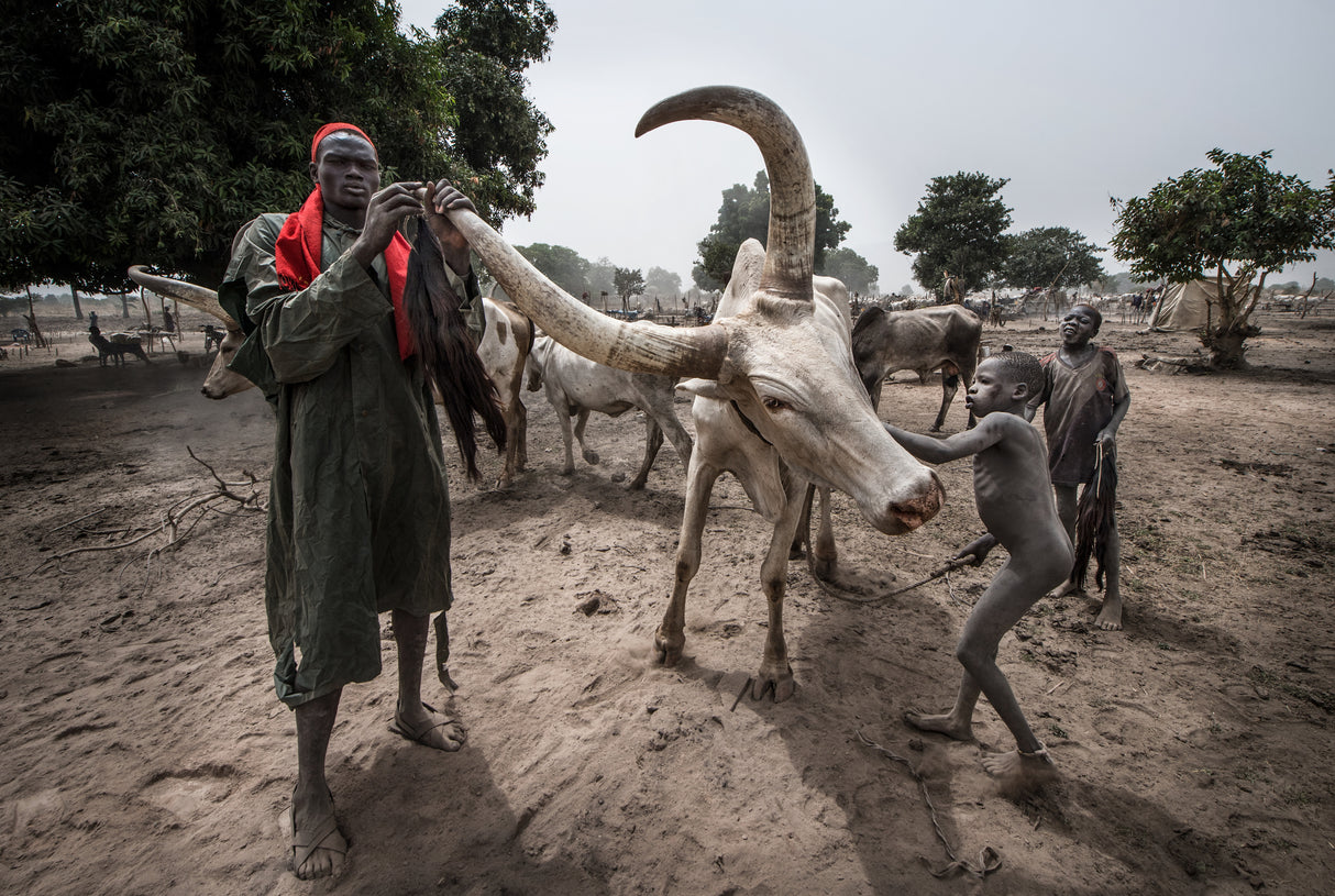 A scene of a Mundari camp-I - South Sudan Poster och Canvastavla