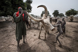A scene of a Mundari camp-I - South Sudan Poster och Canvastavla