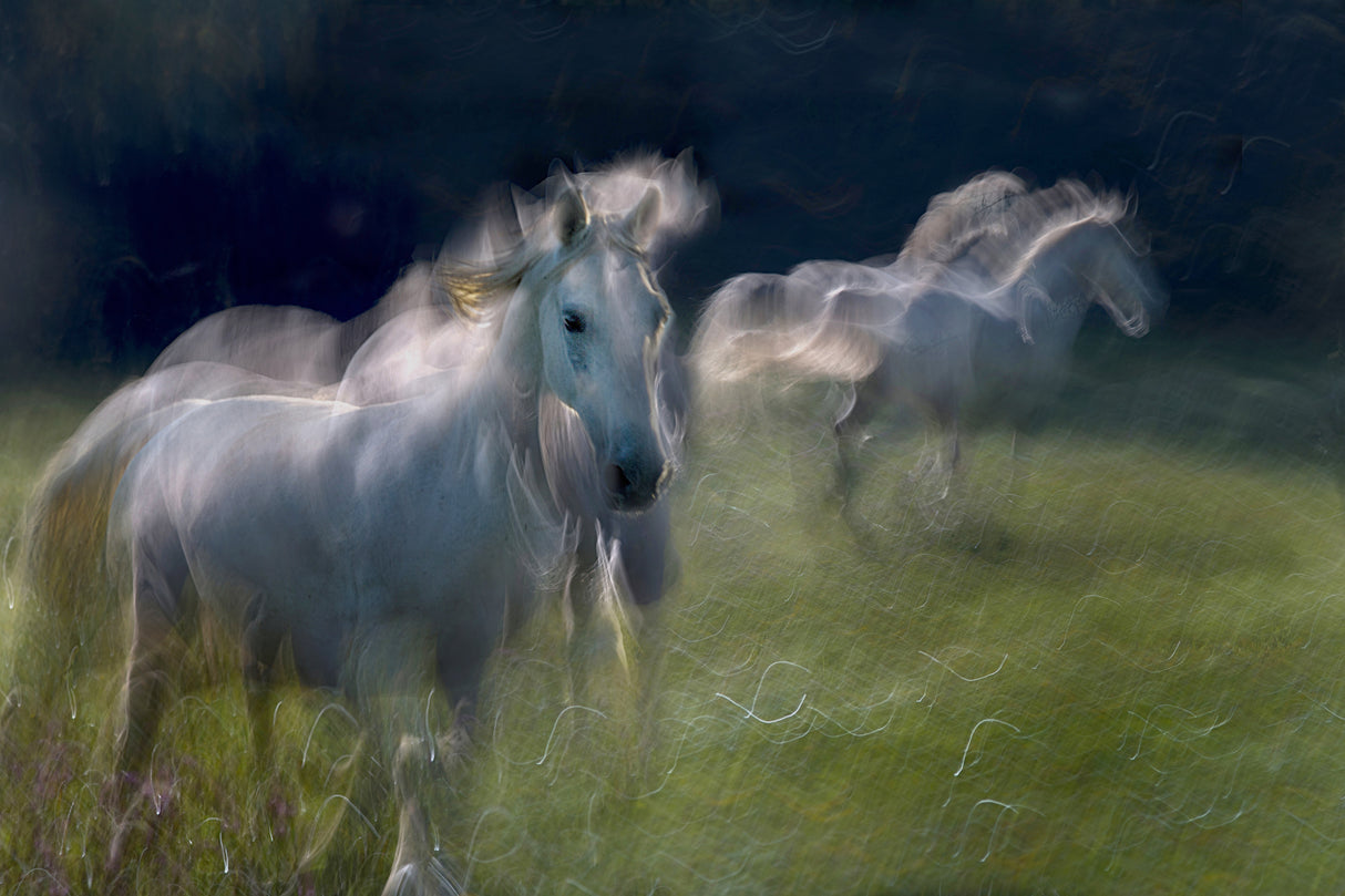 everyday life on pasture Poster och Canvastavla
