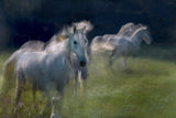 everyday life on pasture Poster och Canvastavla