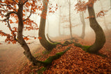 Autumn octopus in the Ore Mountains Poster och Canvastavla