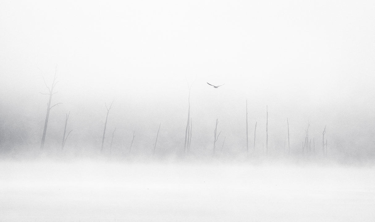 misty moments Poster och Canvastavla