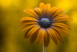 Sunshine Daisy Poster och Canvastavla