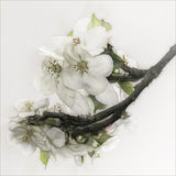 Gracefulness Poster och Canvastavla