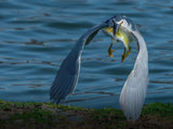 My Catch Poster och Canvastavla