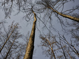 burnt trees and sky background Poster och Canvastavla