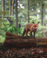 Fox in the forest Poster och Canvastavla
