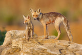 Fox family Poster och Canvastavla
