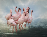 Lesser Flamingo Summit Poster och Canvastavla