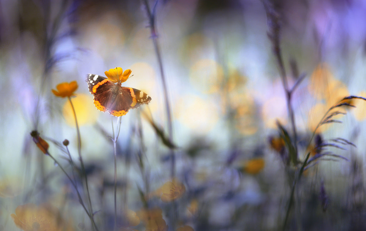 In a meadow Poster och Canvastavla