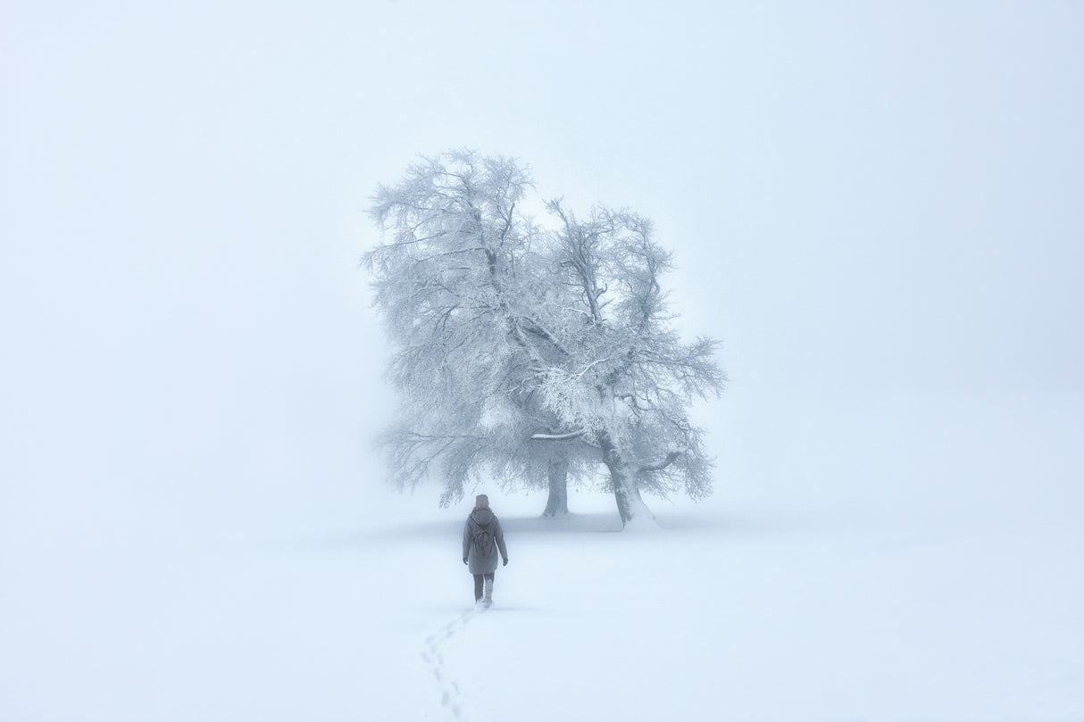 Foggy winterland Poster och Canvastavla