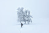 Foggy winterland Poster och Canvastavla
