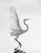 Taking off Poster och Canvastavla