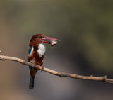 Kingfisher with Fish Poster och Canvastavla