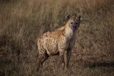 A Pregnant Hyena Poster och Canvastavla