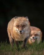 The Fox Couple Poster och Canvastavla