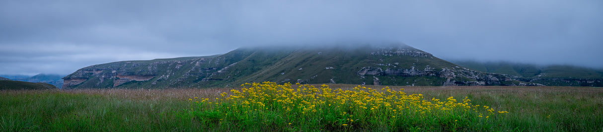Yellow flower - Pano Poster och Canvastavla