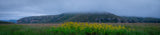Yellow flower - Pano Poster och Canvastavla