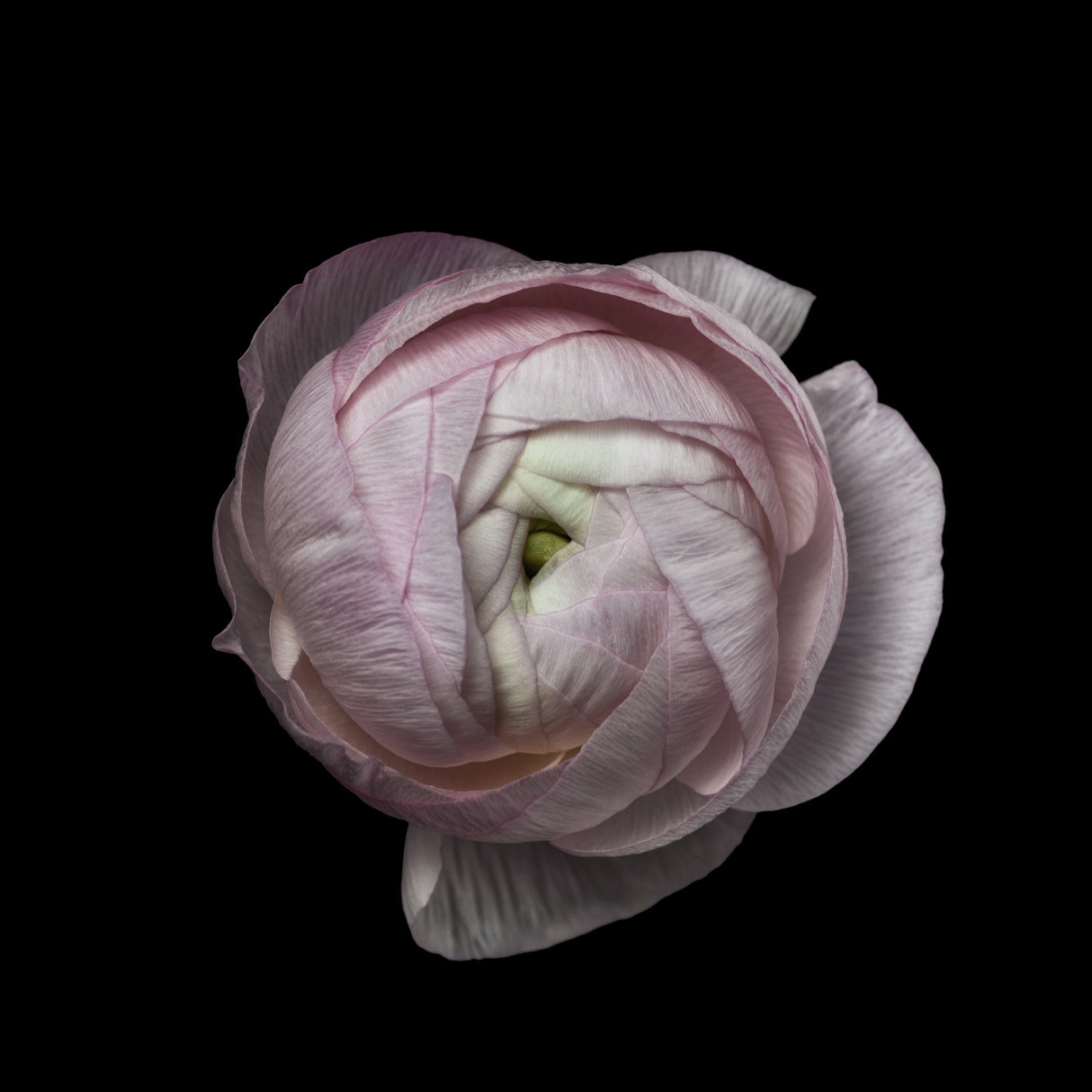 Flower portrait Poster och Canvastavla