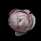 Flower portrait Poster och Canvastavla