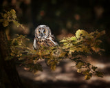 Long eared owl Poster och Canvastavla