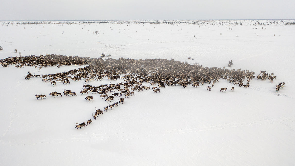 The herd on the move III Poster och Canvastavla