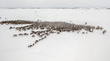 The herd on the move III Poster och Canvastavla
