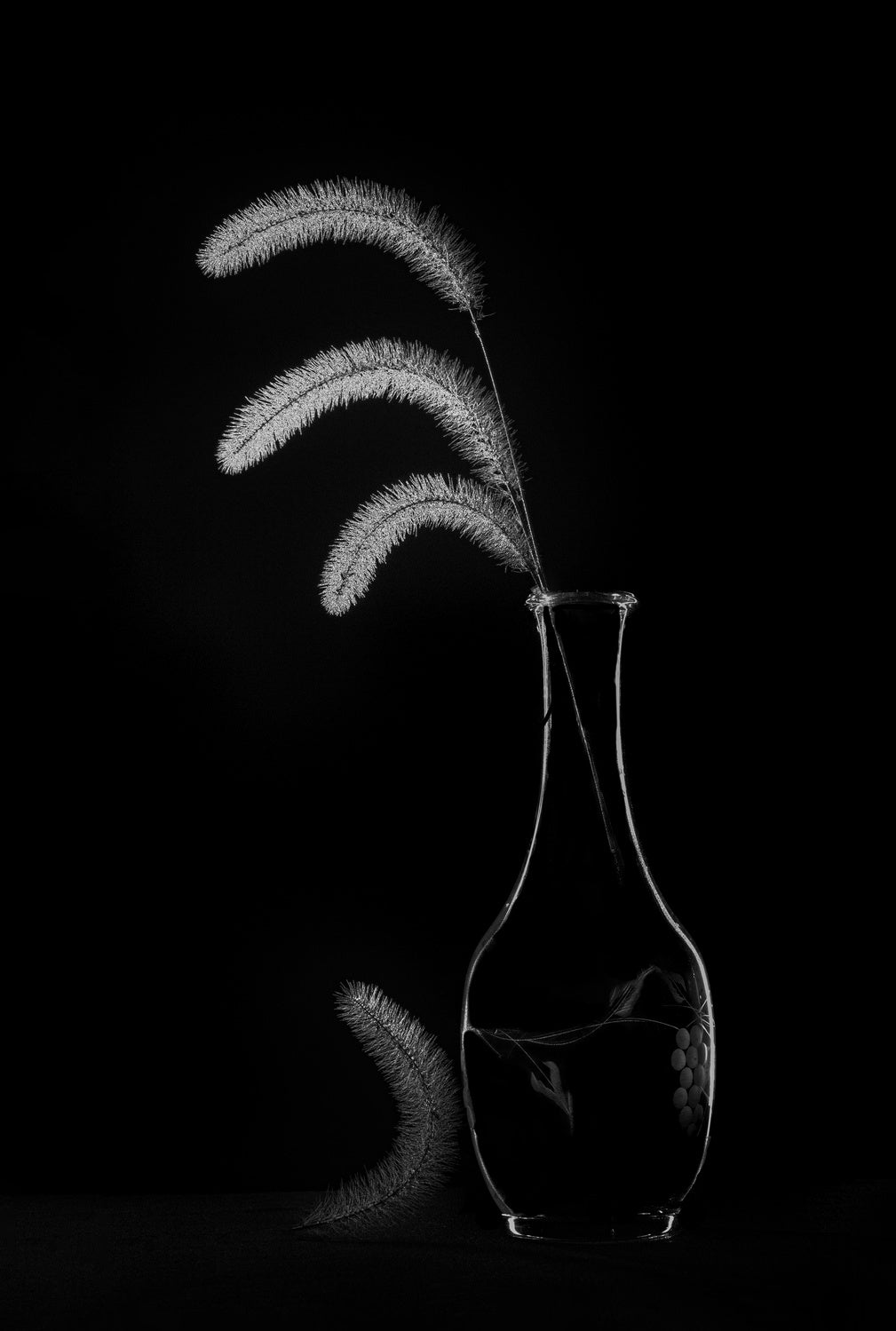 Dogtail grass in the winter Poster och Canvastavla