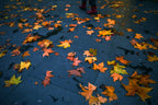 Autumn Poster och Canvastavla