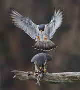 Falcon's Love Season Poster och Canvastavla