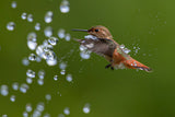 Playing water Poster och Canvastavla
