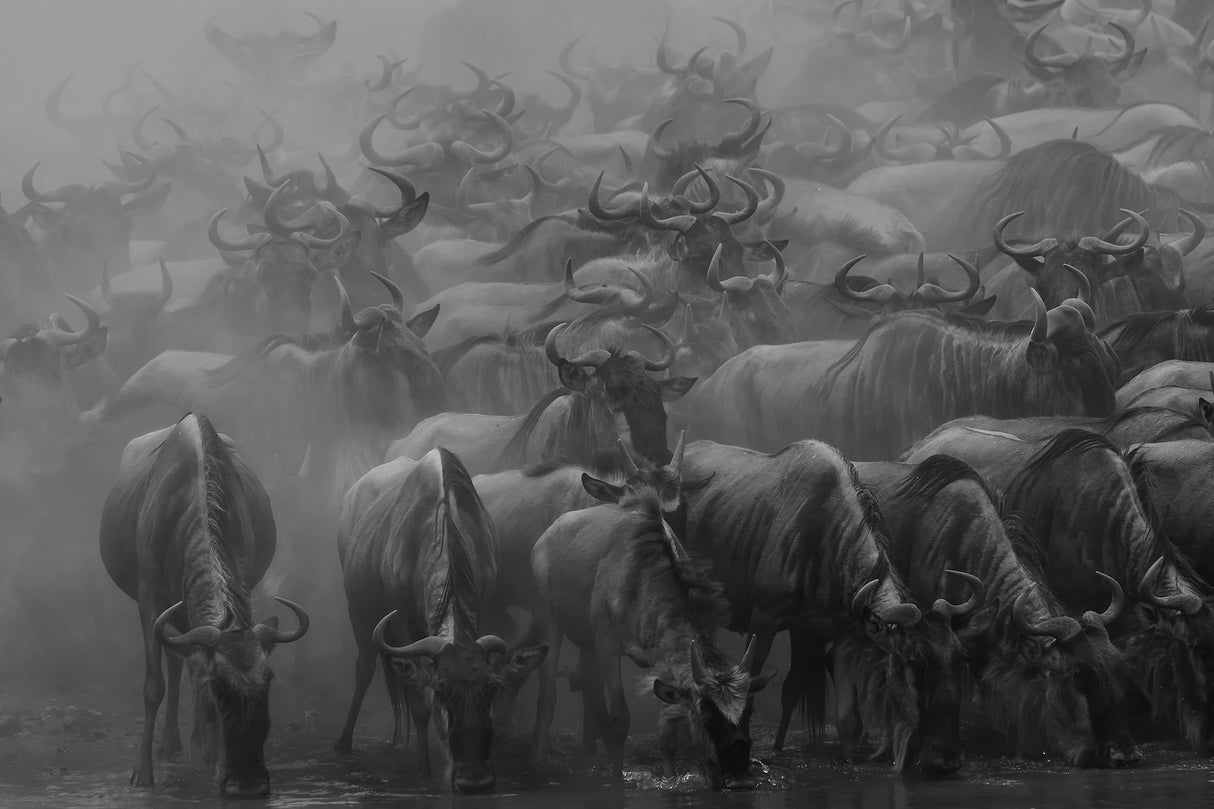 The Great Migration Poster och Canvastavla