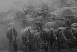 The Great Migration Poster och Canvastavla