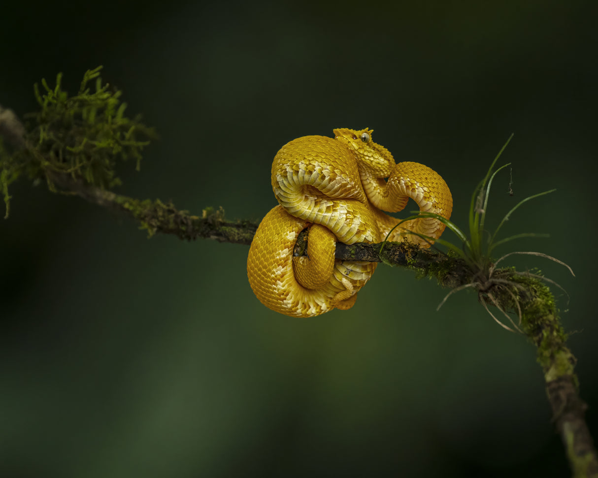 The Eyelash Viper Poster och Canvastavla