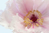 Pink Tree Peony Flower Poster och Canvastavla