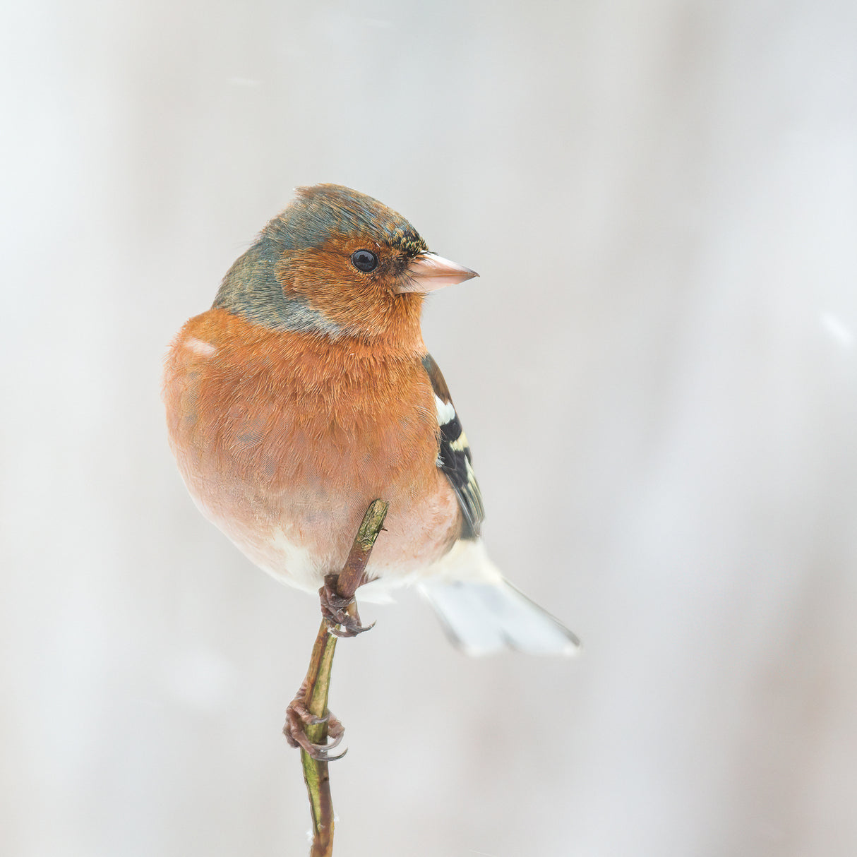 Common chaffinch in winter. Poster och Canvastavla