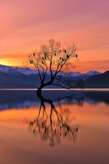 Lone Tree is not Lonely Poster och Canvastavla