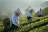 Vietnamese monk picking tea leaves Poster och Canvastavla