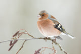 A common chaffin with snow light Poster och Canvastavla