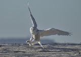 Snowy owl landing Poster och Canvastavla