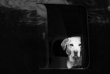 white dog in black van Poster och Canvastavla