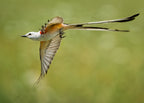 Scissor-tailed flycatcher Poster och Canvastavla