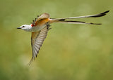 Scissor-tailed flycatcher Poster och Canvastavla
