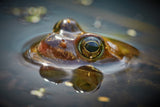 Moor frog watching you Poster och Canvastavla